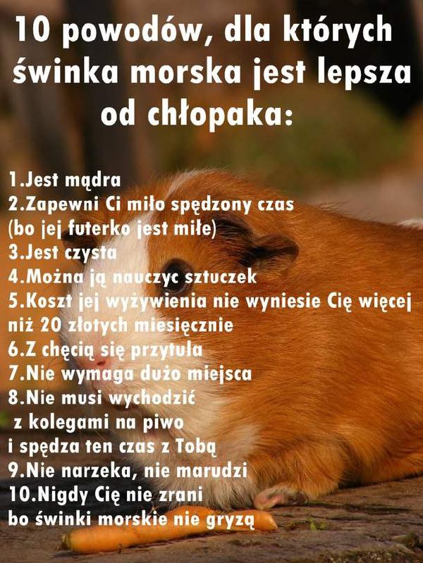 [Obrazek: swinka_morska_jest_lepsza_od_chlopaka_20...middle.jpg]