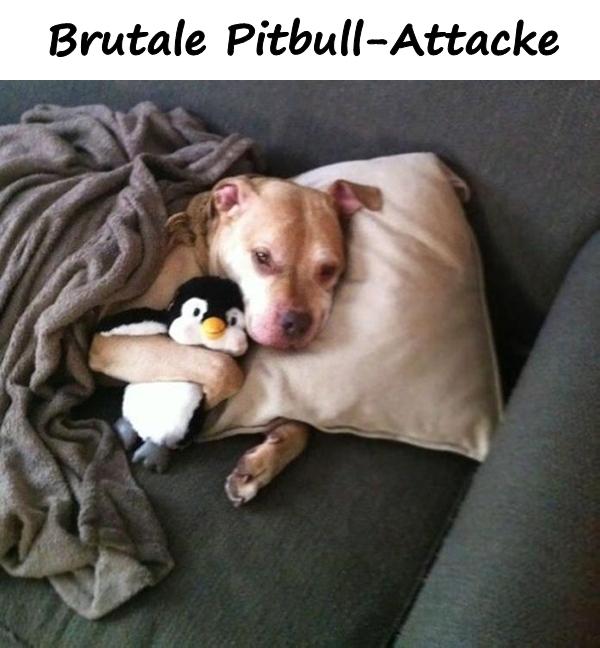 Brutale Pitbull-Attacke