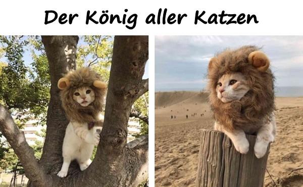 Der König aller Katzen!