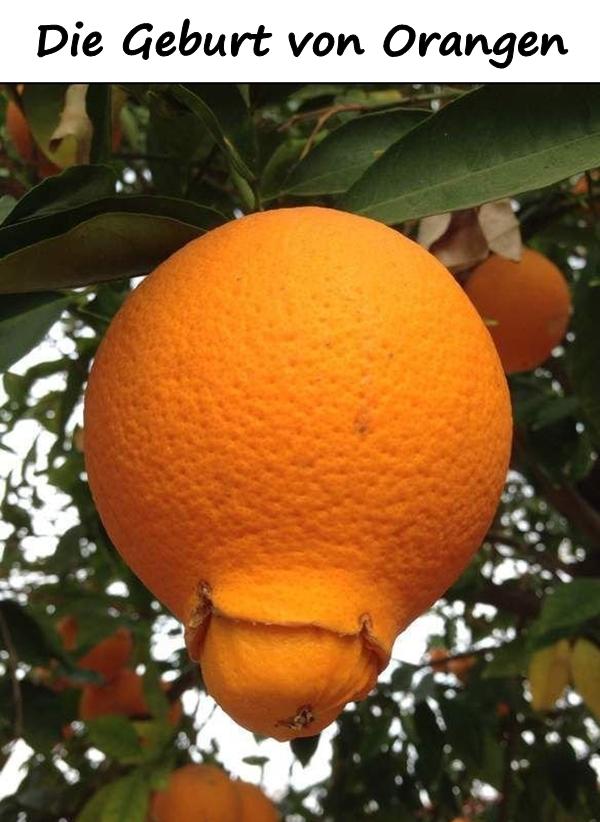 Die Geburt von Orangen