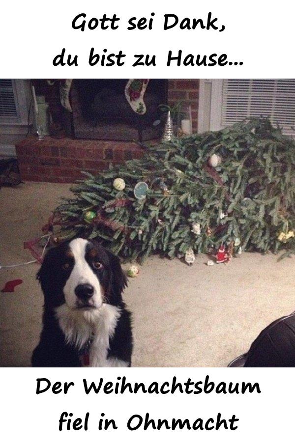 Gott sei Dank, du bist zu Hause... Der Weihnachtsbaum fiel in Ohnmacht