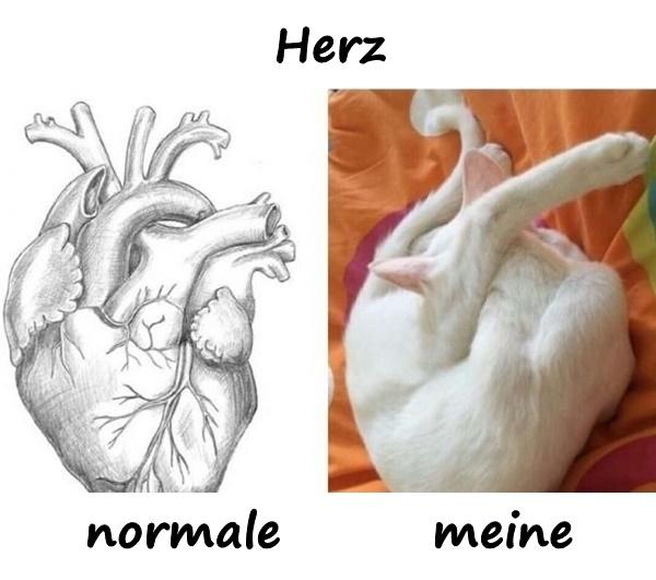 Herz - normal vs. meine
