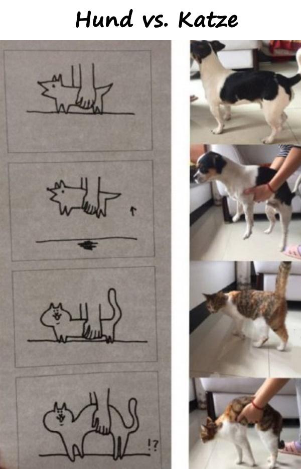 Hund vs. Katze