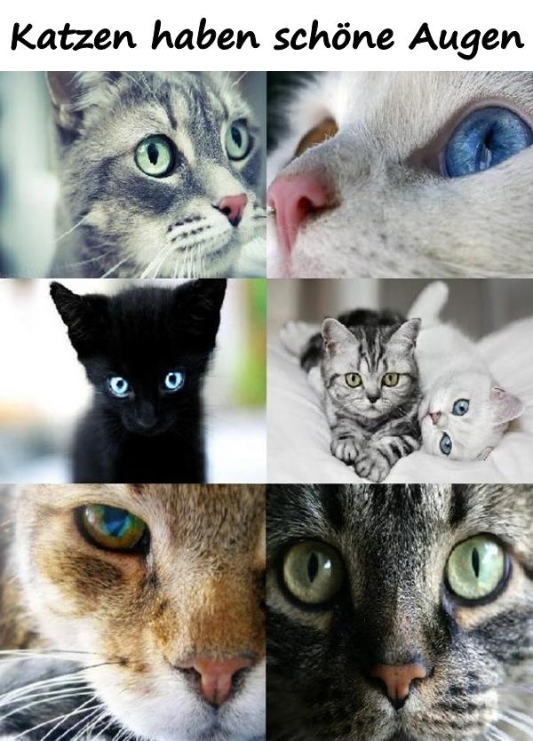 Katzen haben schöne Augen