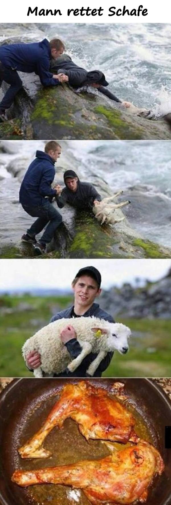 Mann rettet Schafe