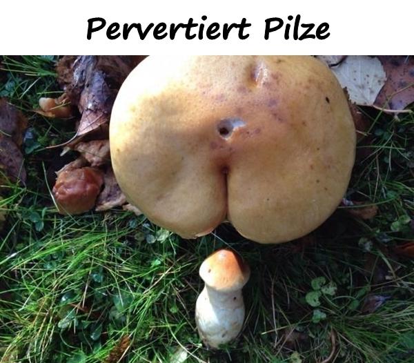 Pervertiert Pilze
