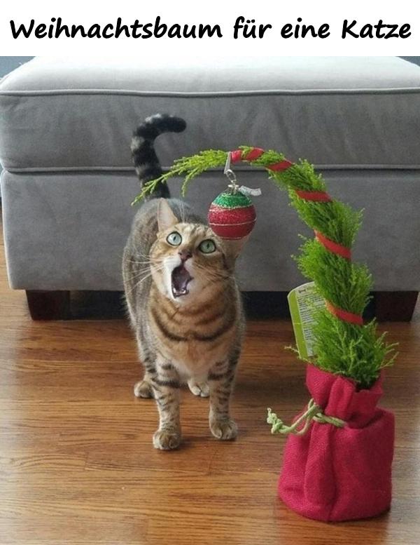 Weihnachtsbaum für eine Katze