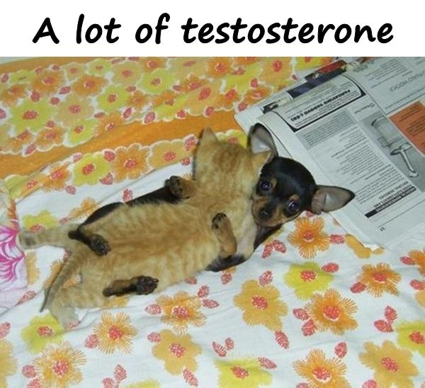 A lot of testosterone