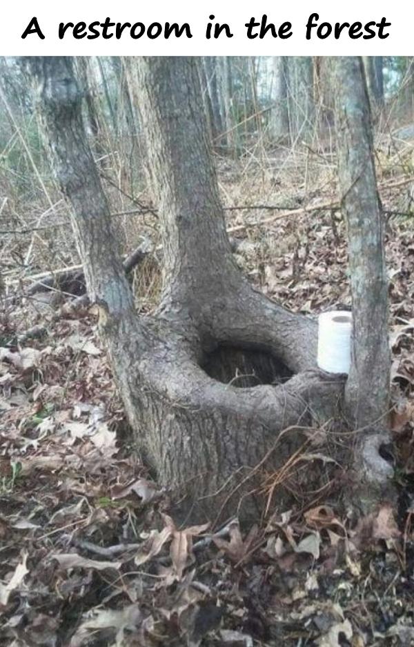 A restroom in the forest
