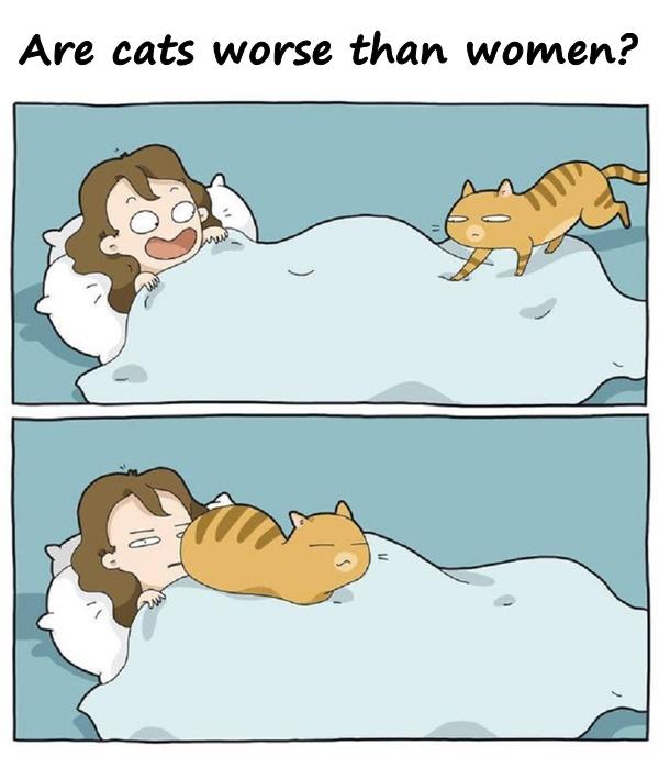 Are cats worse than women?