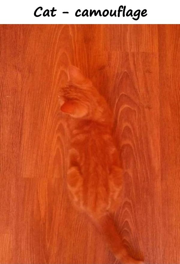 Cat - camouflage