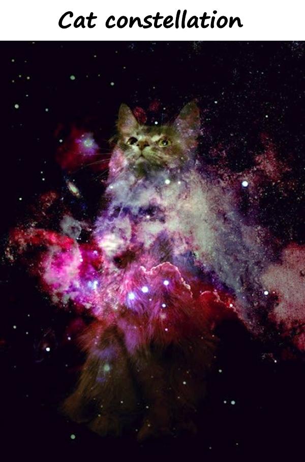 Cat constellation