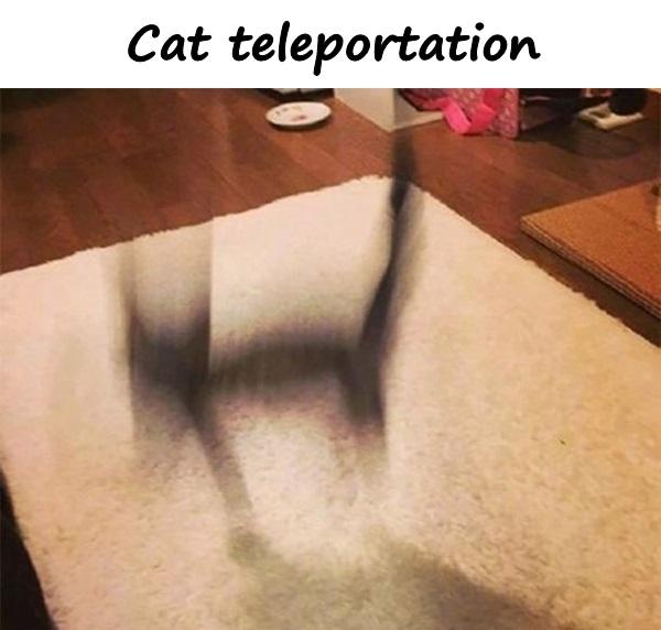 Cat teleportation