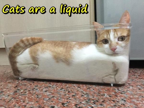 Cats are a liquid