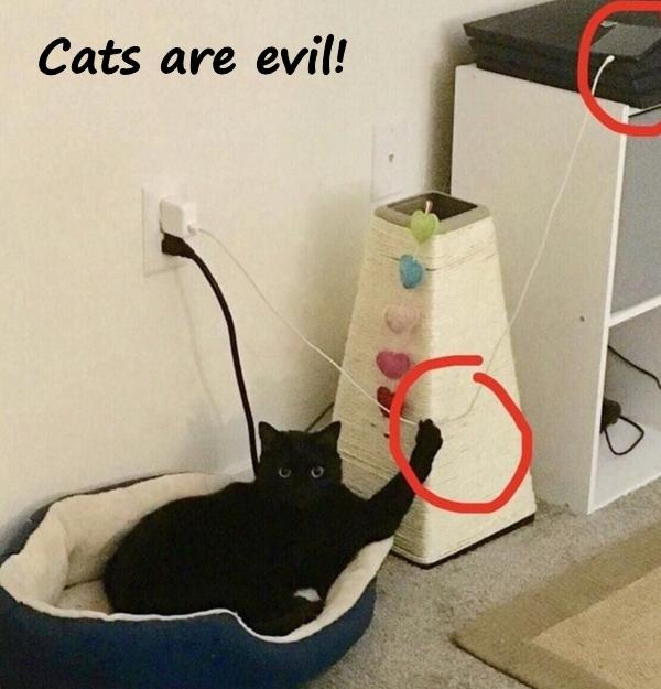 Cats are evil!
