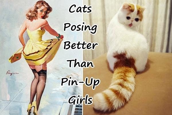 Cats Posing Better Than Pin-Up Girls