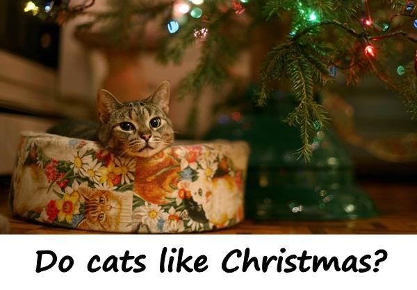 Do cats like Christmas?