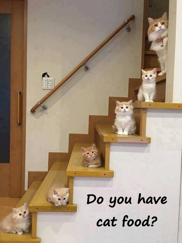 Do you have cat food?