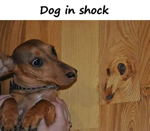 Dog in shock