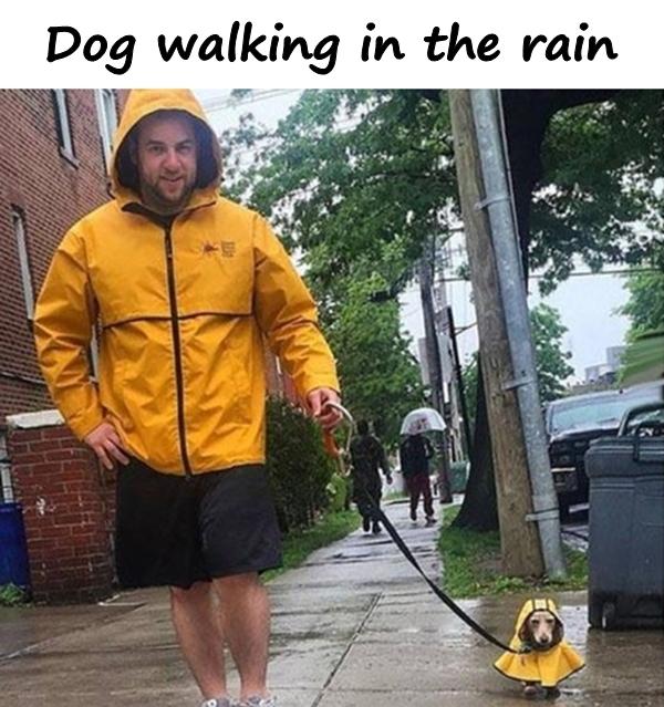 Dog walking in the rain
