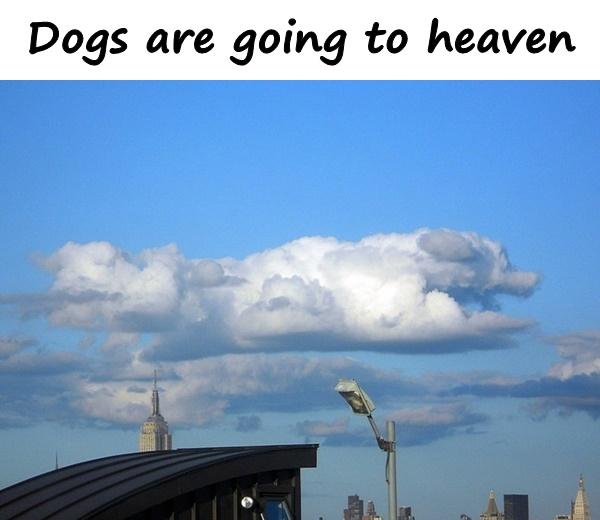 Dogs are going to heaven