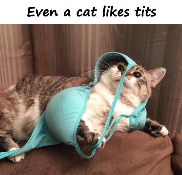 Even a cat likes tits
