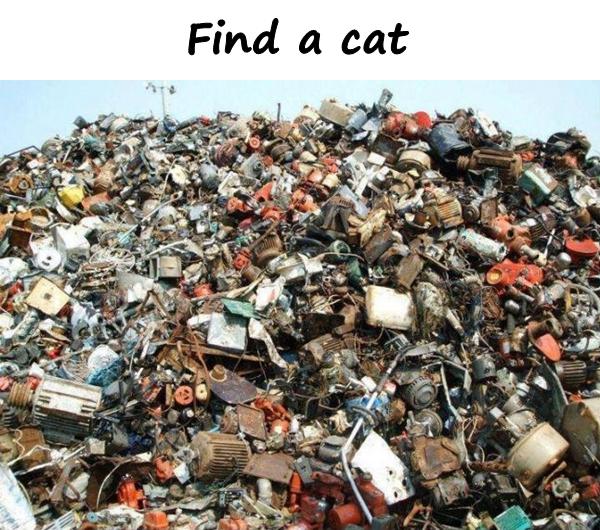 Find a cat