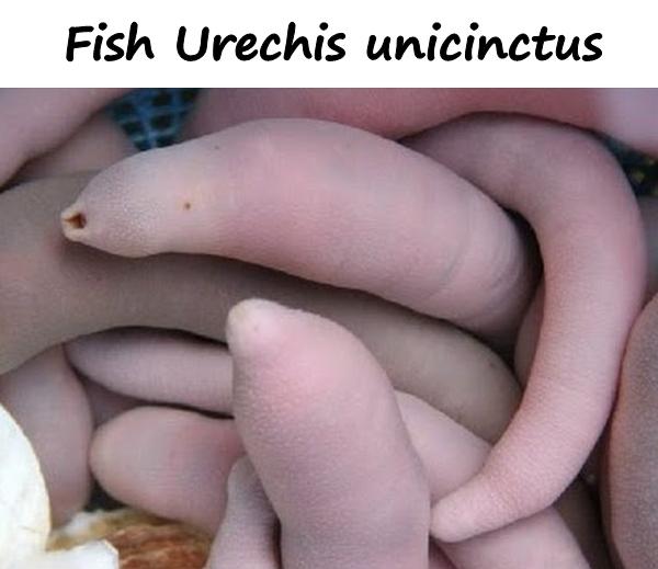 Fish Urechis unicinctus