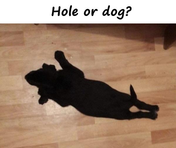 Hole or dog?