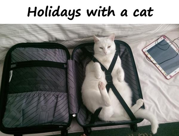 Holidays with a cat