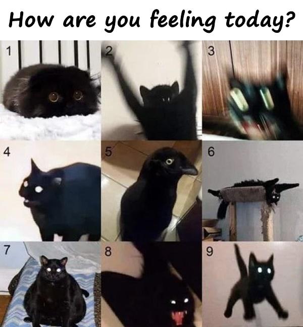 Cats Memes Funny Images Crazy Happy Funny Pics Xdpedia Com 7