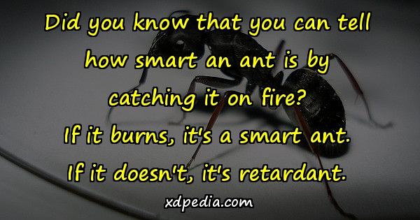 Did you know that you can tell how smart an ant is by catching it on fire? If it burns, it's a smart ant. If it doesn't, it's retardant.