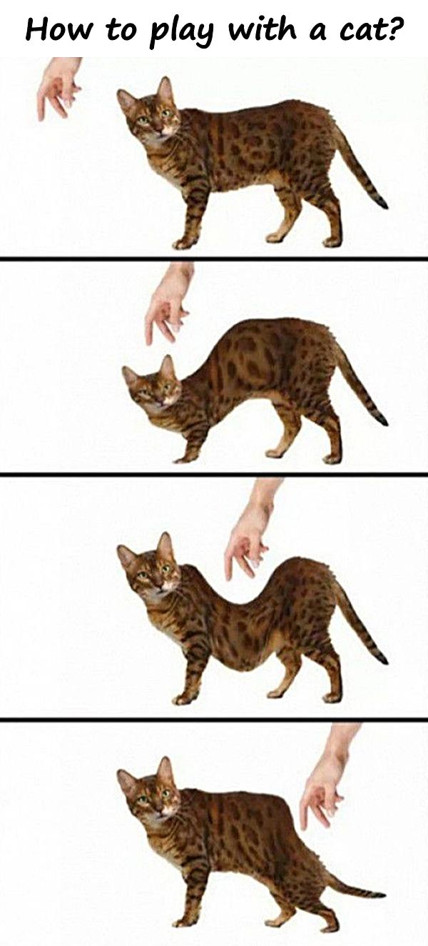 How to play with a cat?