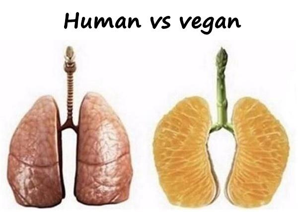 Human vs vegan