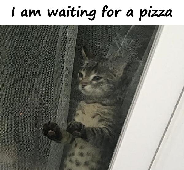 I am waiting for a pizza