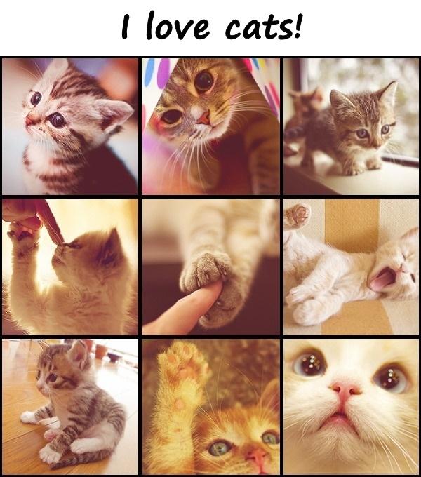 I love cats!