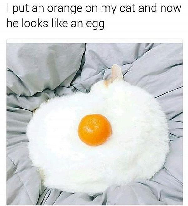 I put an orange on my cat and now he looks like an egg
