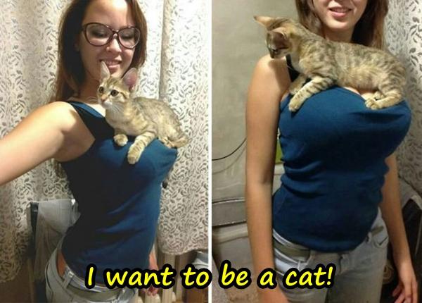 I want to be a cat