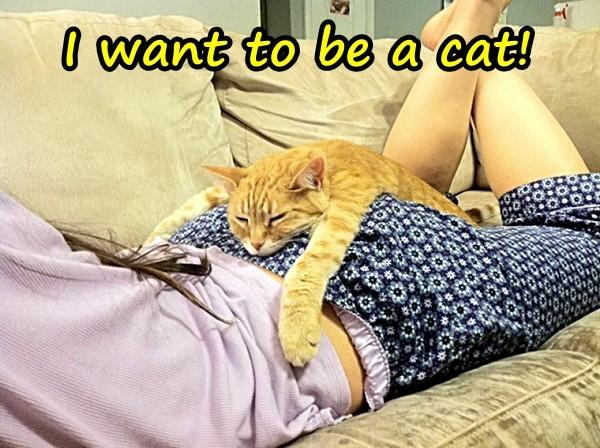 I want to be a cat!