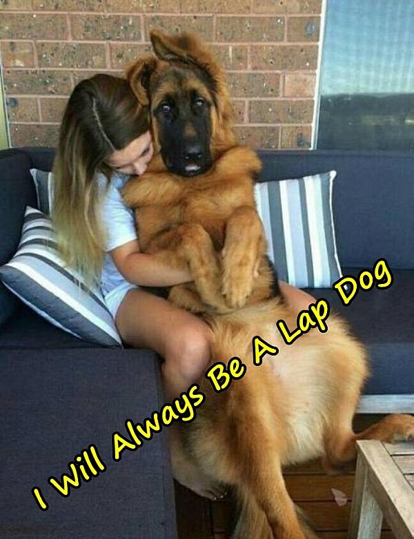 I Will Always Be A Lap Dog
