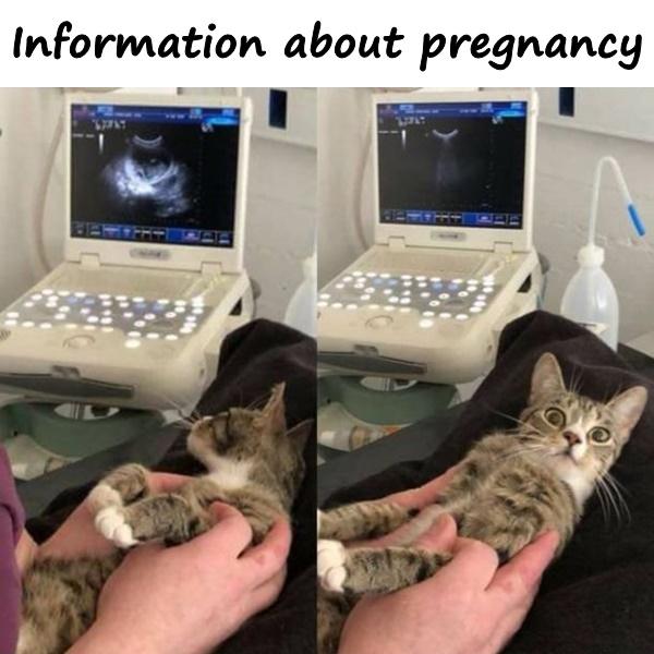 Information about pregnancy