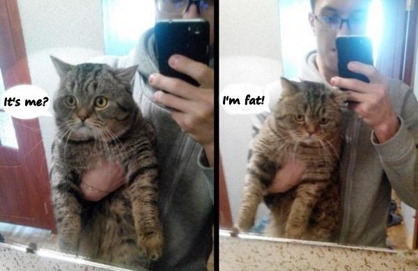 It's me? I'm fat!