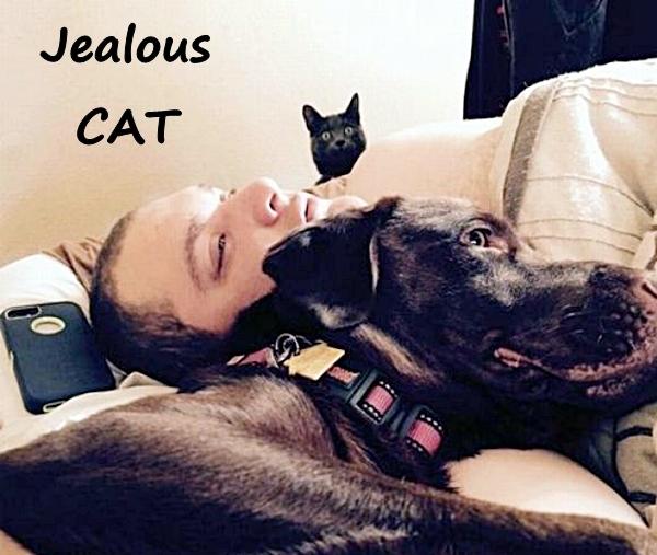 Jealous CAT