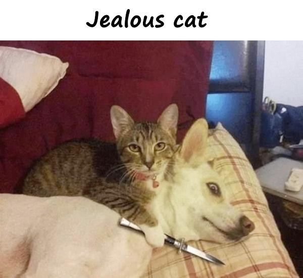 Jealous cat