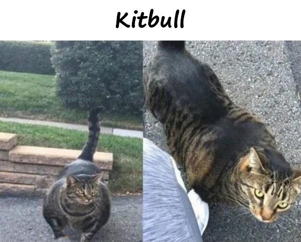 Kitbull