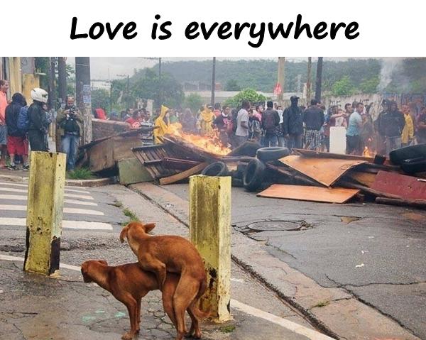 Love is everywhere