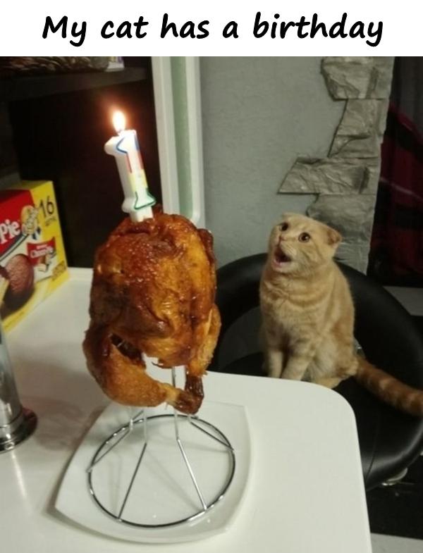 My cat has a birthday