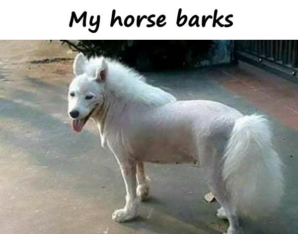 My horse barks