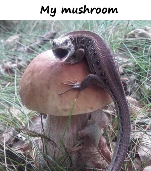 My mushroom