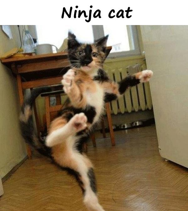 Ninja cat